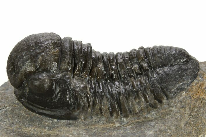 Bargain, Large Gerastos Trilobite Fossil - Morocco #323179